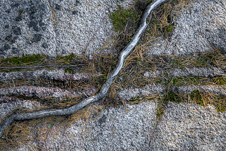 Sweden Roots 1