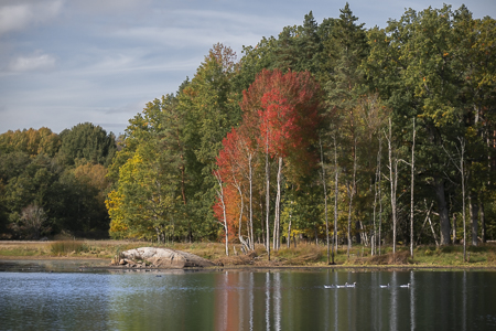 Sweden Trees