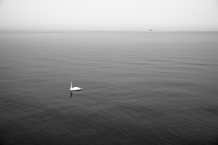 Arran Swan